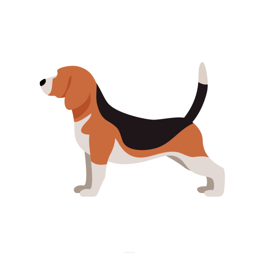 Beagle