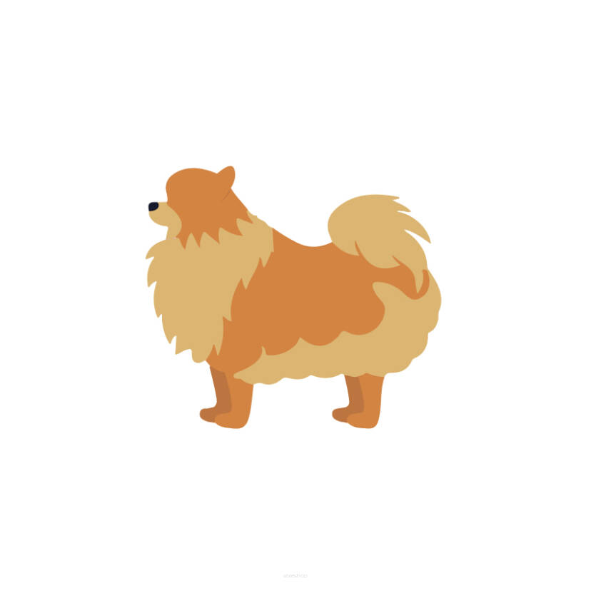 Pomeranian